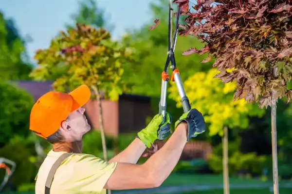 tree services Omah Street